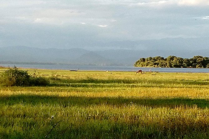 Udawalawe Safari - Private & Customize Tour - From your hotel to Udawalawe