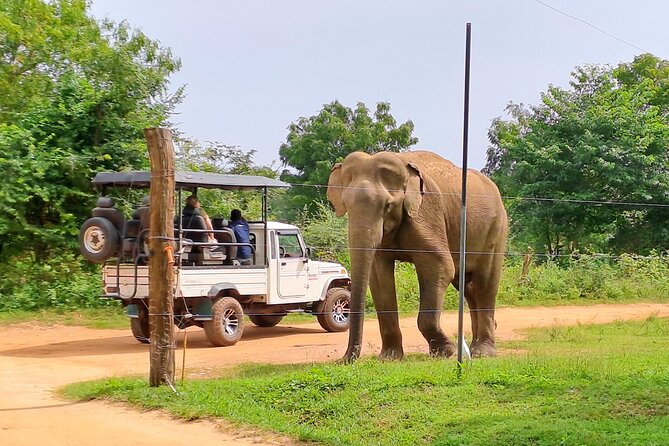 Udawalawe Safari - Private & Customize Tour - What the private jeep changes