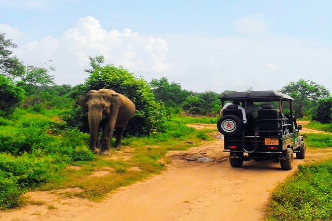 Udawalawe Safari - Private & Customize Tour - Is $110 good value?