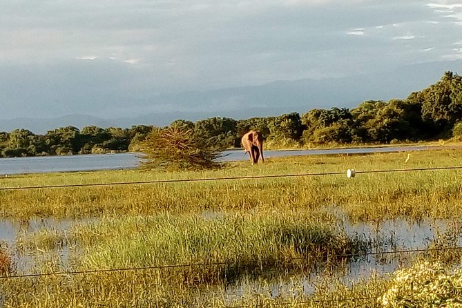 Udawalawe Safari - Private & Customize Tour - Who will enjoy this day most