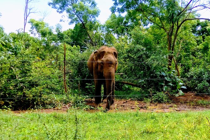 Udawalawe Safari - Private & Customize Tour - The 8:00 am start and the long coastal pickup