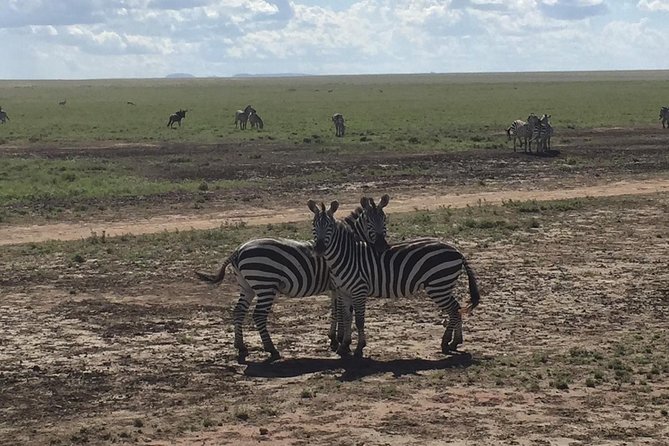 Ultimate Guide For The Best 4-Days Serengeti Safari in Tanzania - Key points to know before you book