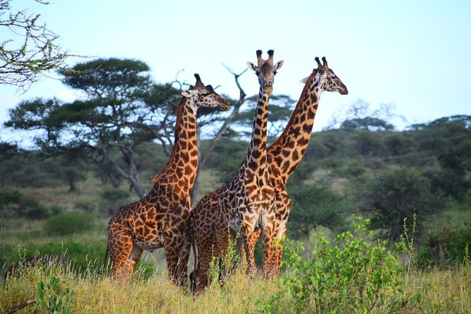 Ultimate Guide For The Best 4-Days Serengeti Safari in Tanzania - Why this four-day route works