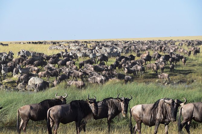 Ultimate Guide For The Best 4-Days Serengeti Safari in Tanzania - Day 3: Leaving Serengeti for Ngorongoro