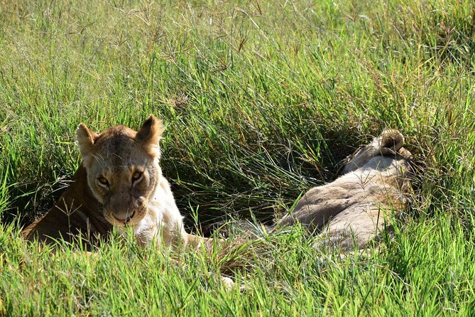 Ultimate Guide For The Best 4-Days Serengeti Safari in Tanzania - Day 4: Wildlife in Ngorongoro Crater, then Arusha