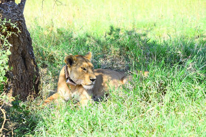 Ultimate Guide For The Best 4-Days Serengeti Safari in Tanzania - What is included for the $1,334 price