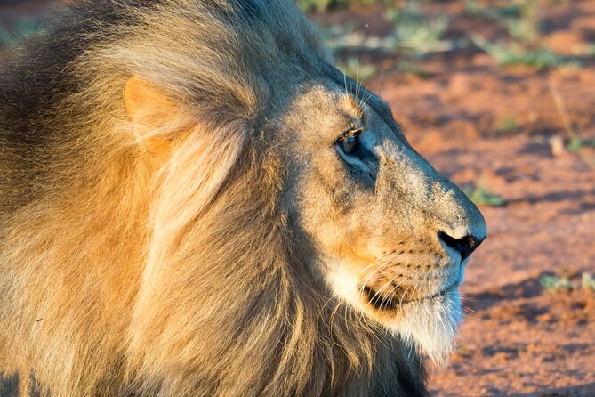 Unforgettable 4 Days Tanzania Private Budget Safari Tour - Day 4: Ngorongoro Crater and the return to Arusha