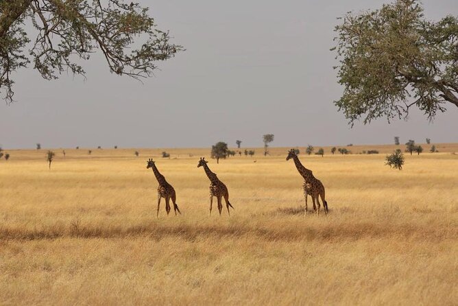 Unforgettable Tanzania Safari And Zanzibar Beach - Ngorongoro Crater is a compact wildlife day