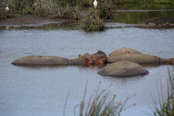 Unforgettable Tanzania Safari And Zanzibar Beach - Three Serengeti days give the safari room to breathe