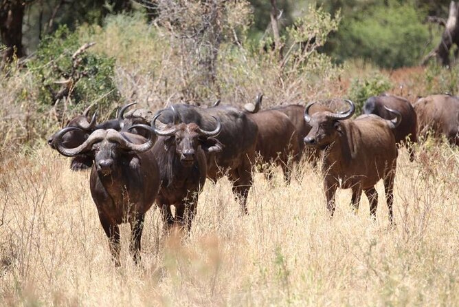 Unforgettable Tanzania Safari And Zanzibar Beach - What full board means on this particular trip