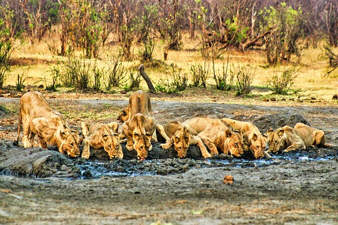 Unique Safari Game Drives in Zambezi National Park, 4 Options - Why the food and drinks matter