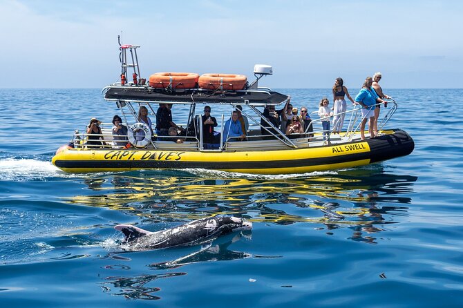 Up-Close Dolphin & Whale Watching Zodiac Adventure in Dana Point - Why this Dana Point Zodiac ride is different