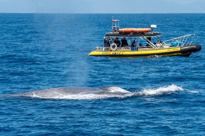 Up-Close Dolphin & Whale Watching Zodiac Adventure in Dana Point - What the Zodiac ride feels like