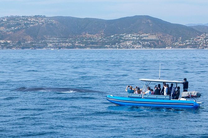 Up-Close Dolphin & Whale Watching Zodiac Adventure in Dana Point - Wildlife by season: what you might see