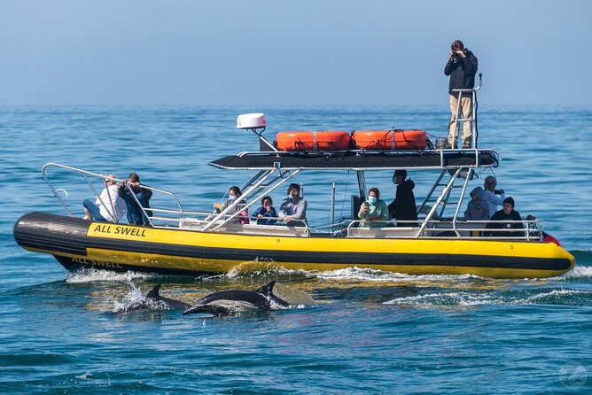 Up-Close Dolphin & Whale Watching Zodiac Adventure in Dana Point - The role of the captain and marine naturalist