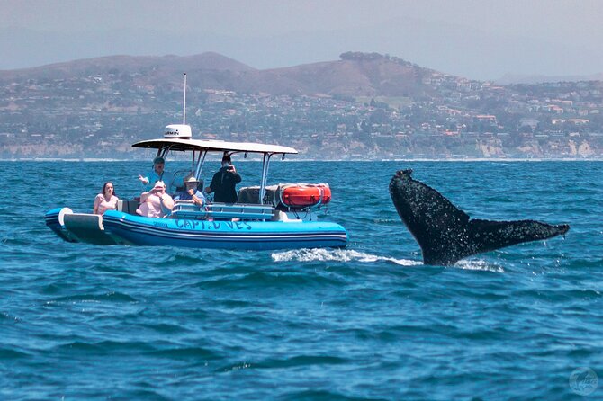 Up-Close Dolphin & Whale Watching Zodiac Adventure in Dana Point - A realistic look at the sightings