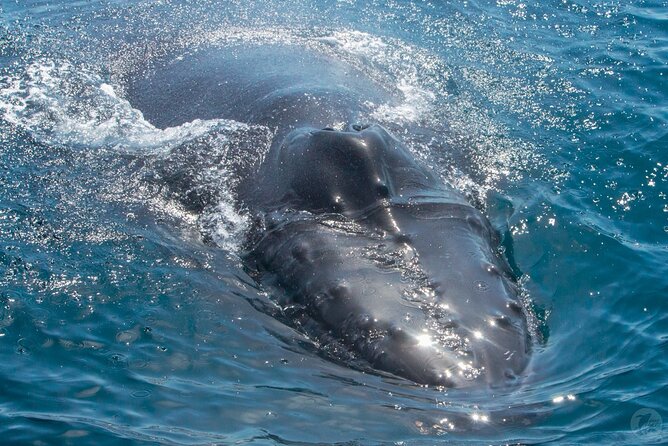 Up-Close Dolphin & Whale Watching Zodiac Adventure in Dana Point - The value of the $99.99 price