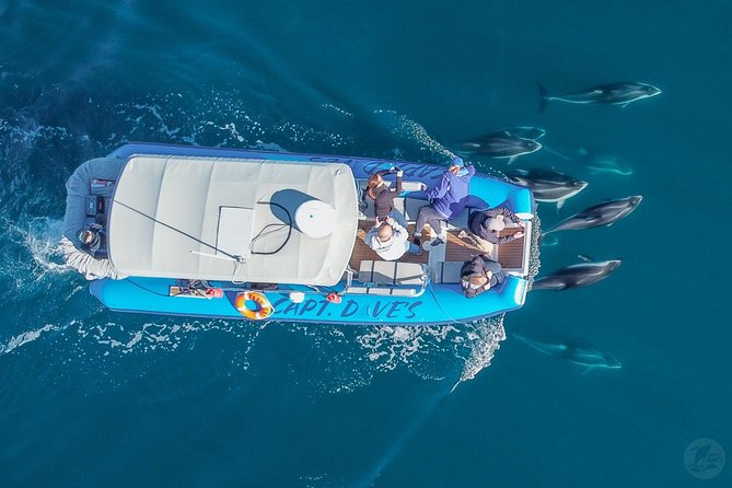 Up-Close Dolphin & Whale Watching Zodiac Adventure in Dana Point - Who should choose the Zodiac?