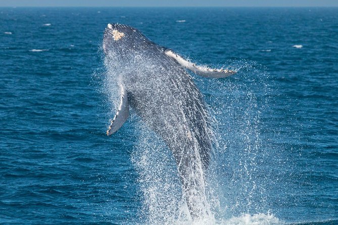 Up-Close Dolphin & Whale Watching Zodiac Adventure in Dana Point - Starting at Dana Point Harbor