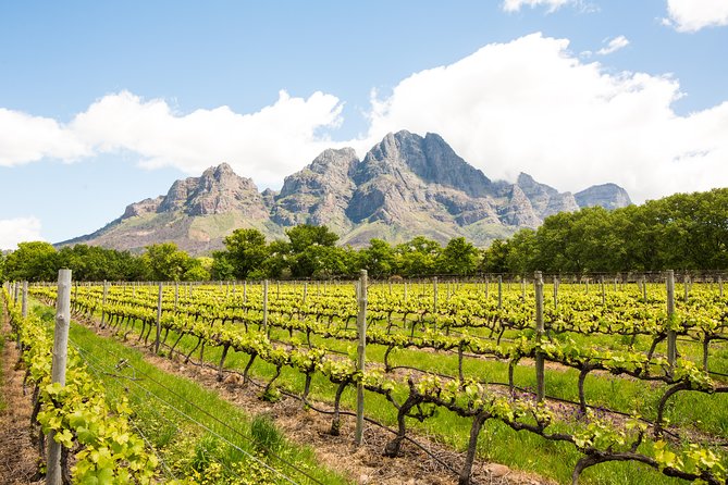 Urban Safari in Cape Town - Why this Cape Town safari feels different