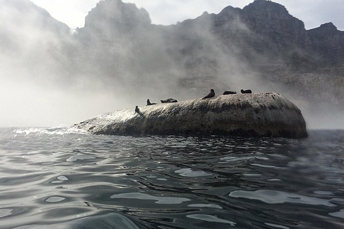V&A Waterfront Marine Big 5 Ocean Safari - Key points to know before you book