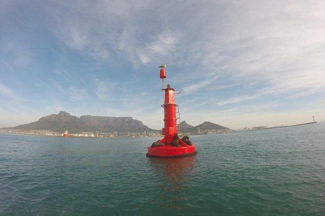 V&A Waterfront Marine Big 5 Ocean Safari - Searching for Cape Town’s Marine Big 5
