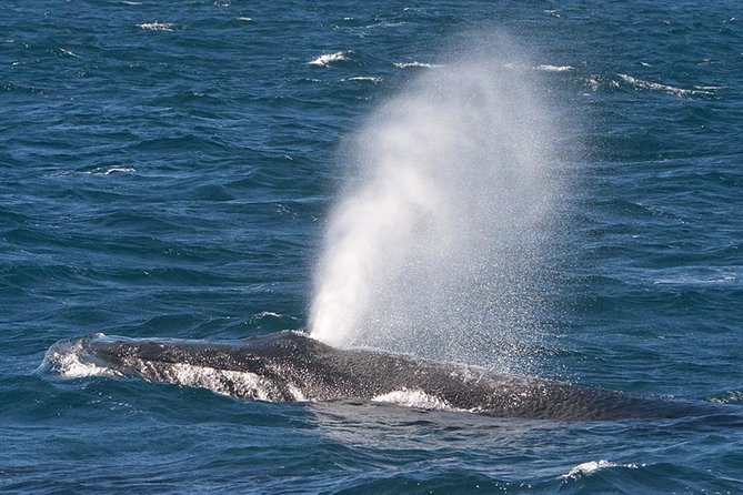 V&A Waterfront Marine Big 5 Ocean Safari - Is $57.72 good value?