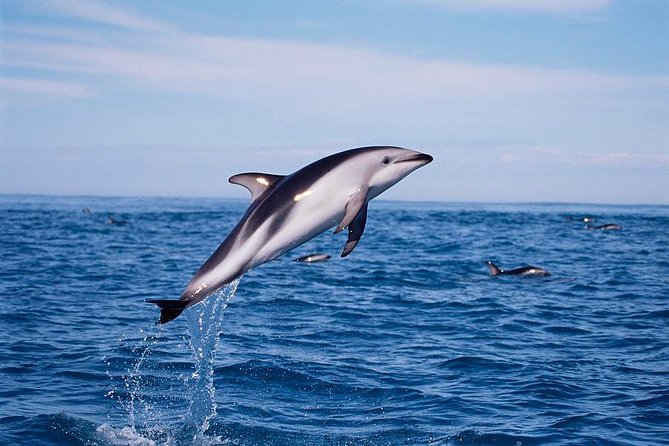 V&A Waterfront Marine Big 5 Ocean Safari - Booking, cancellation, and practical details