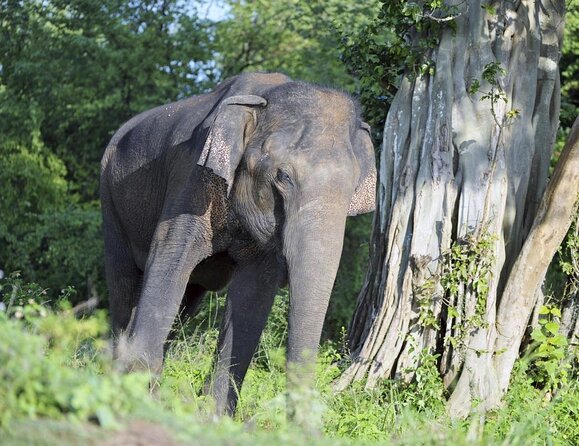 VALUE PACK! One Day Safari Tour to Yala and Udawalawa Parks - Key points to know before booking
