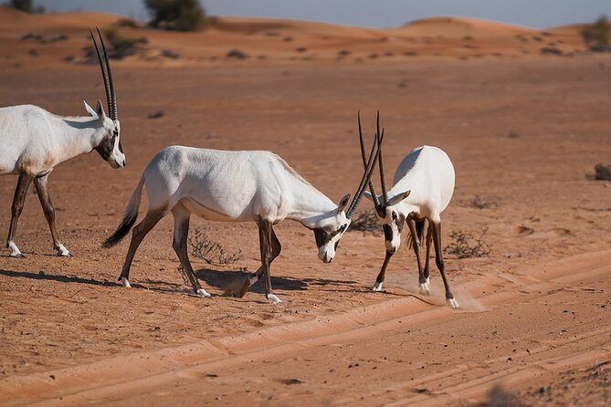 VIP Dubai Sunset Desert Safari: Camel Ride, BBQ, Unlimited Spirit - Live entertainment and the Ramadan difference