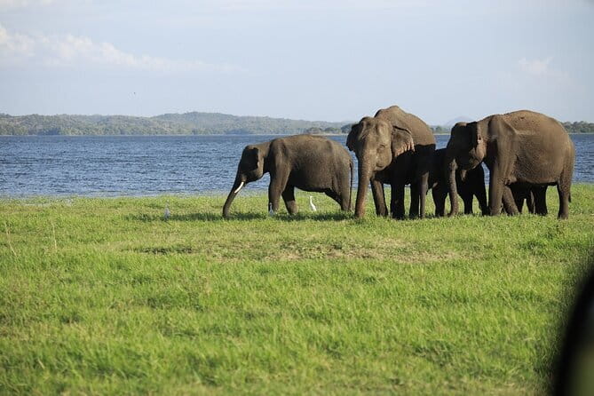 Visiting the Historical Polonnaruwa Ruins and Minneriya Safari - The four-hour safari at Minneriya or Kaudulla