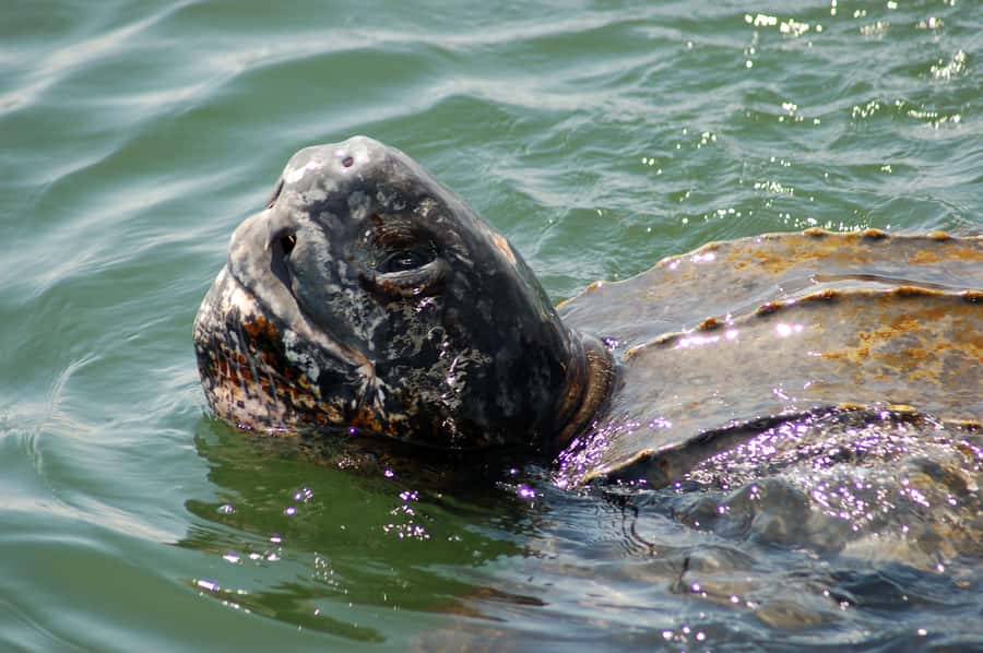 Walvis Bay: Marine Big 5 Luxury Catamaran Tour - A polished morning on Walvis Bay