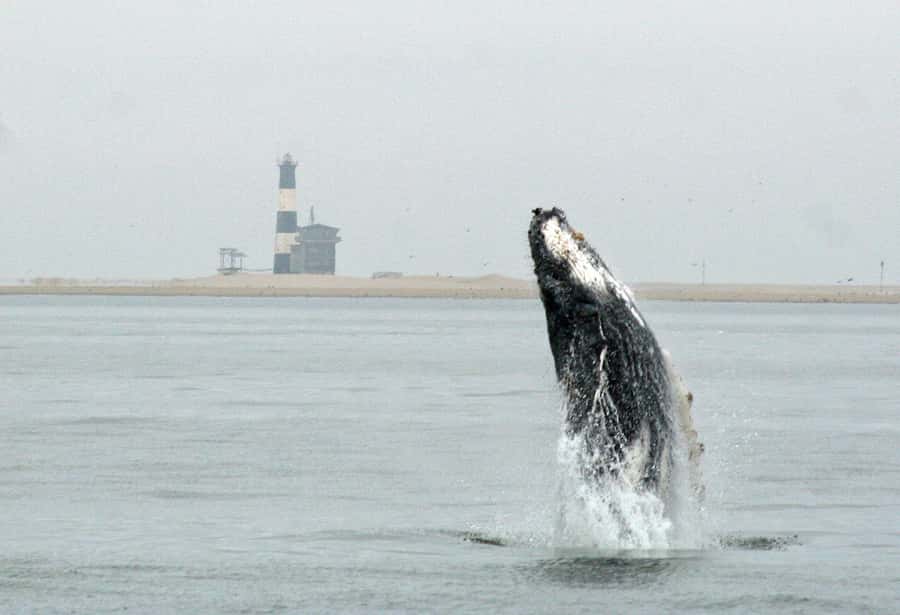 Walvis Bay: Marine Big 5 Luxury Catamaran Tour - Pelican Point and the Cape Fur Seals