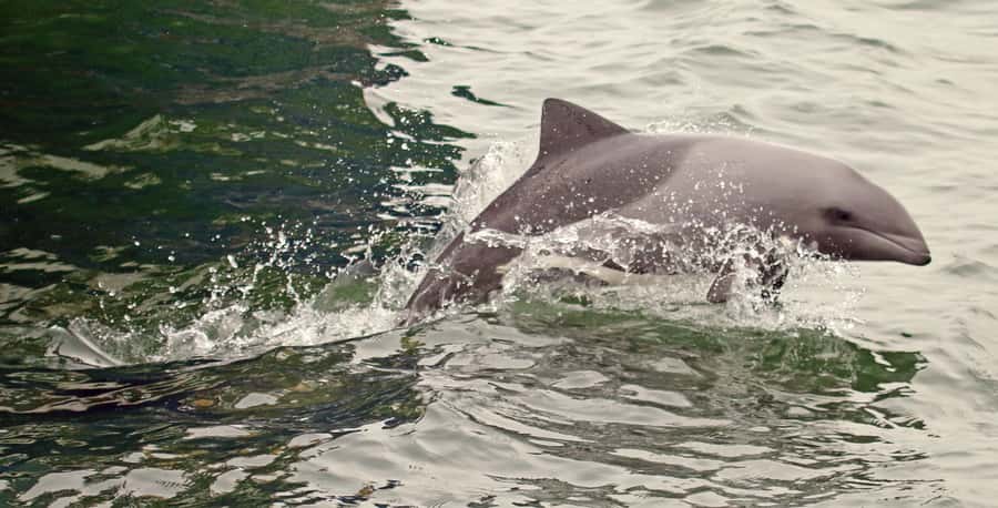 Walvis Bay: Marine Big 5 Luxury Catamaran Tour - Guides who add meaning to the sightings