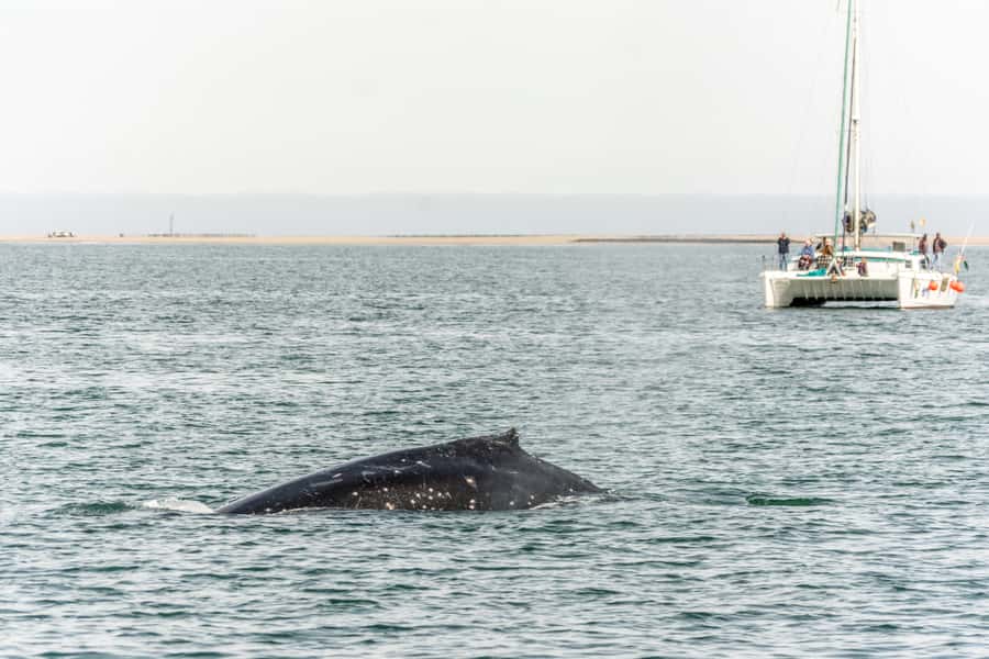 Walvis Bay: Marine Big 5 Luxury Catamaran Tour - What the $76 price really buys you