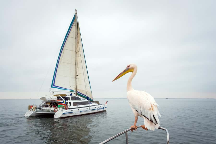 Walvis Bay: Marine Big 5 Luxury Catamaran Tour - Leaving the jetty beside the oyster farms