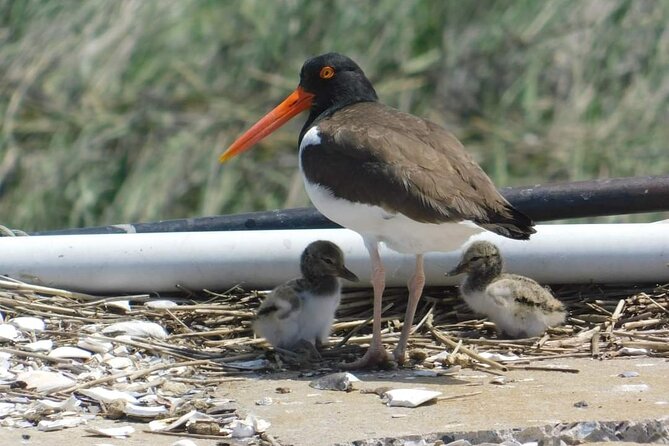 Wetlands Safari Eco-Cruise in Cape May (Osprey Birding By Boat) - Key things to know before booking