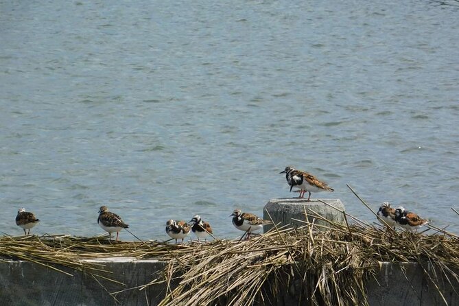 Wetlands Safari Eco-Cruise in Cape May (Osprey Birding By Boat) - Watching birds in the Cape May back bays