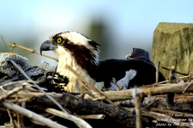 Wetlands Safari Eco-Cruise in Cape May (Osprey Birding By Boat) - A flexible route instead of a scripted ride