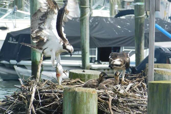 Wetlands Safari Eco-Cruise in Cape May (Osprey Birding By Boat) - Timing, price, and practical value