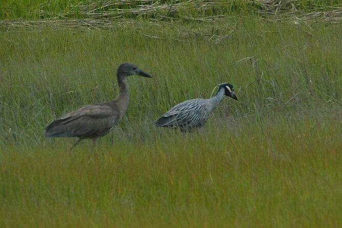 Wetlands Safari Eco-Cruise in Cape May (Osprey Birding By Boat) - Why the smaller boat changes the outing