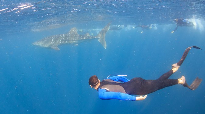Whale Shark Safari - First stop: coral gardens and reef life
