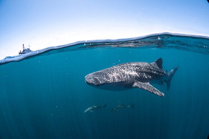 Whale Shark Safari - Swimming with whale sharks in groups of 10