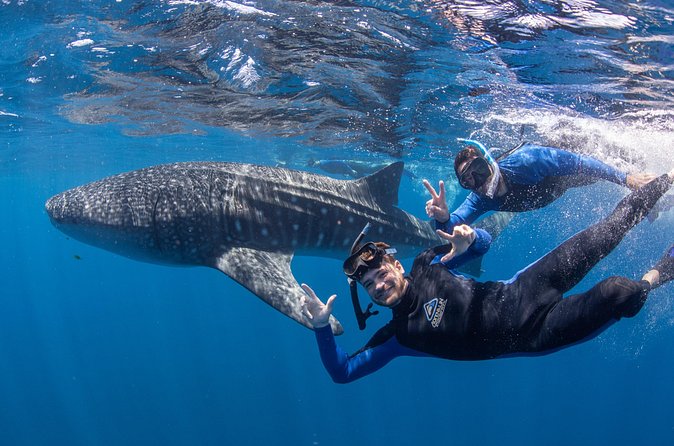 Whale Shark Safari - Lunch, tea, photos, and the small extras