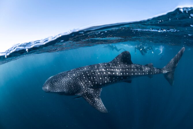 Whale Shark Safari - What the crew setup means for your day