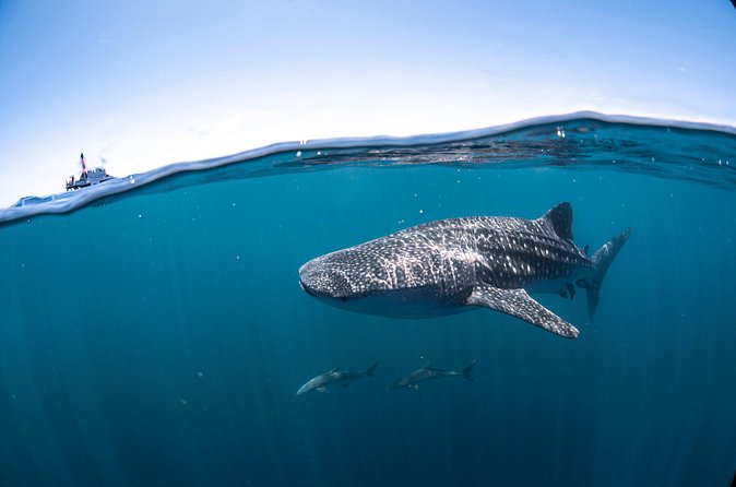 Whale Shark Safari - Weather, timing, and the chance of no whale shark
