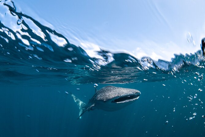 Whale Shark Safari - Who will enjoy this Coral Bay cruise most?