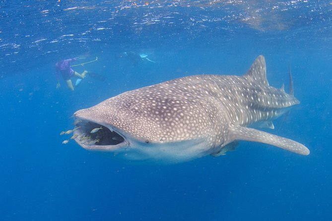 Whale Shark Safari - Morning tea, then the run toward the outer reef