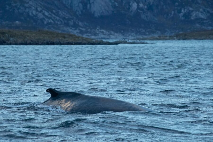 Whale Watching RIB Safari at Skjervøy - Key points before you reserve