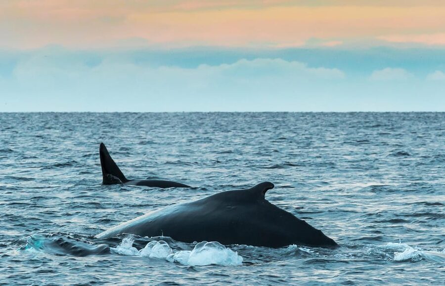 Whale Watching RIB Safari at Skjervøy - Why Skjervøy is the right place for whale watching